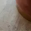 Кварц-виниловая плитка 66777 Дуб Росток Vinilam Click 3.7 mm Vinilam - в Днепре